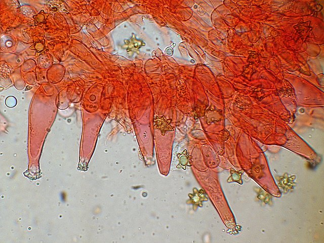 Inocybe asterospora   Qulet